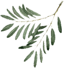 feuille